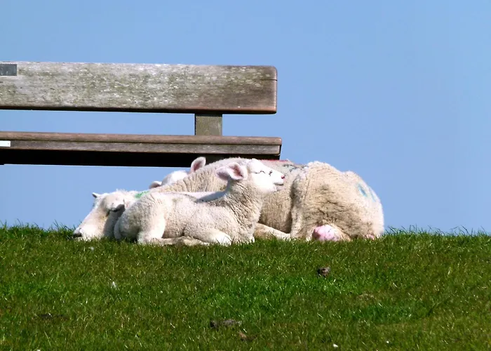 Klaus Jensen , Unter Den Linden Pellworm